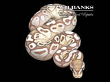 Black Axanthic Banana Butter Ball Python ♀ '26