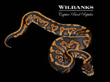 Cinnamon Gravel Ball Python ♂ '26