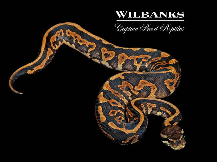 Cinnamon Gravel Ball Python ♂ '26