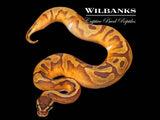 Enchi Pied 100% Het. Lavender Albino Ball Python ♂ '26