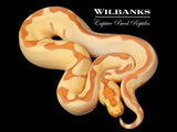 Banana Enchi Leopard Clown Ball Python ♂ '26