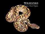 Orange Dream Pastave Ball Python ♀ '26