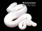 Banana Super Fire Ball Python ♂ '26