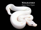 Banana Super Fire Ball Python ♂ '26