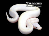 Banana Super Fire Ball Python ♂ '26