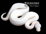 Banana Super Fire Ball Python ♂ '26