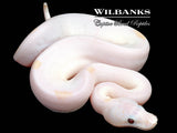 Banana Super Fire Ball Python ♂ '26