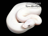 Blue Eyed Leucistic (Mojave Butter) Ball Python ♂ '26
