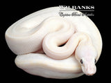 Blue Eyed Leucistic (Bamboo Butter) Ball Python ♂ '26