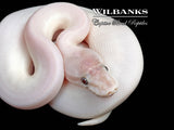 Banana Blue Eyed Leucistic (Super Mojave) Ball Python ♂ '26
