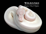 Banana Blue Eyed Leucistic (Super Mojave) Ball Python ♂ '26