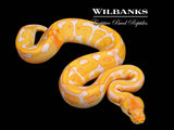 Lavender Leopard Enchi Ball Python ♂ '26