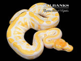 Lavender Albino Cypress 100% Het. Clown Ball Python ♀ '26