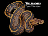 Mahogany Sable Spotnose Ball Python ♂ '26