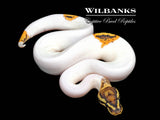 Fire Yellow Belly Pied Ball Python ♂ '26
