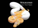 Banana Pied Ball Python ♂ '26