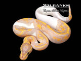 Banana Pied Ball Python ♂ '26