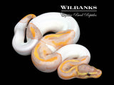 Banana Pied Ball Python ♀ '26