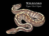 Mojave GHI Pastel Ball Python ♂ '26