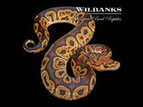 GHI Clown Ball Python ♂ '26
