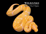 Albino Leopard Enchi Ball Python ♀ '26