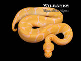 Albino Leopard Enchi Ball Python ♀ '26