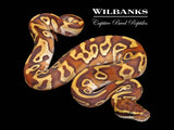 Leopard Mojave Enchi 100% Het. Lavender Albino Ball Python ♂ '26