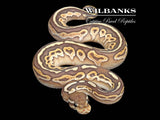 Orange Crush Black Pastel Butter Ball Python ♀ '26