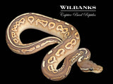 Orange Crush Black Pastel Butter Ball Python ♂ '26