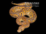 Black Pastel Fire Clown Ball Python ♀ '26