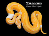 Blackhead Orange Dream Enchi Dreamsicle Ball Python ♀ '26