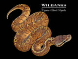Pastel Sunset Ball Python ♀ '26