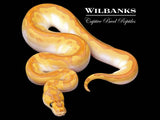 Cypress Nuclear Enchi Clown Ball Python ♀ '26