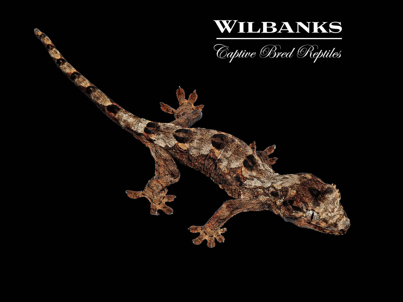 Pine Island Chahoua Gecko (Johnny X Gogo) '25