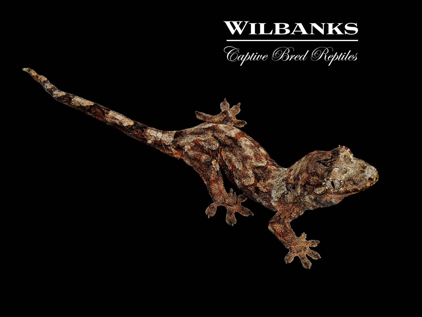 Pine Island Chahoua Gecko (Esteban X Karen) '25