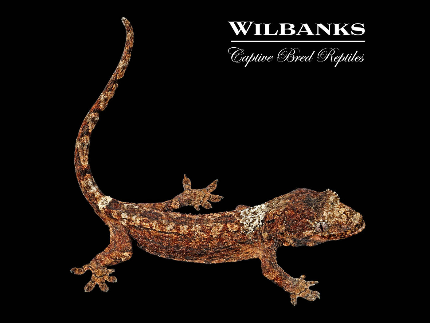 Pine Island Chahoua Gecko (Vincent X Fabienne) '25