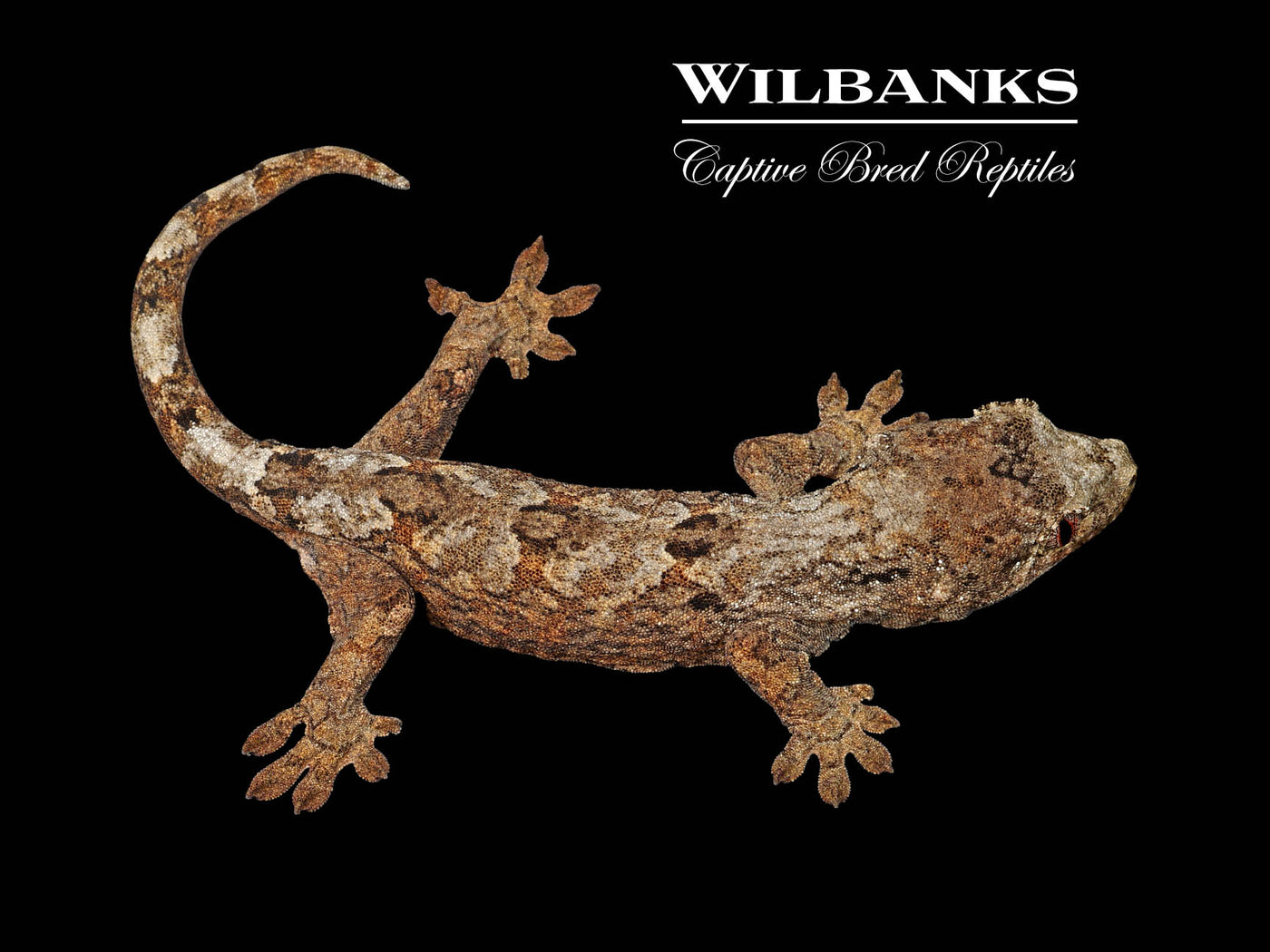 Pine Island Chahoua Gecko (Calvin X Pam) '25