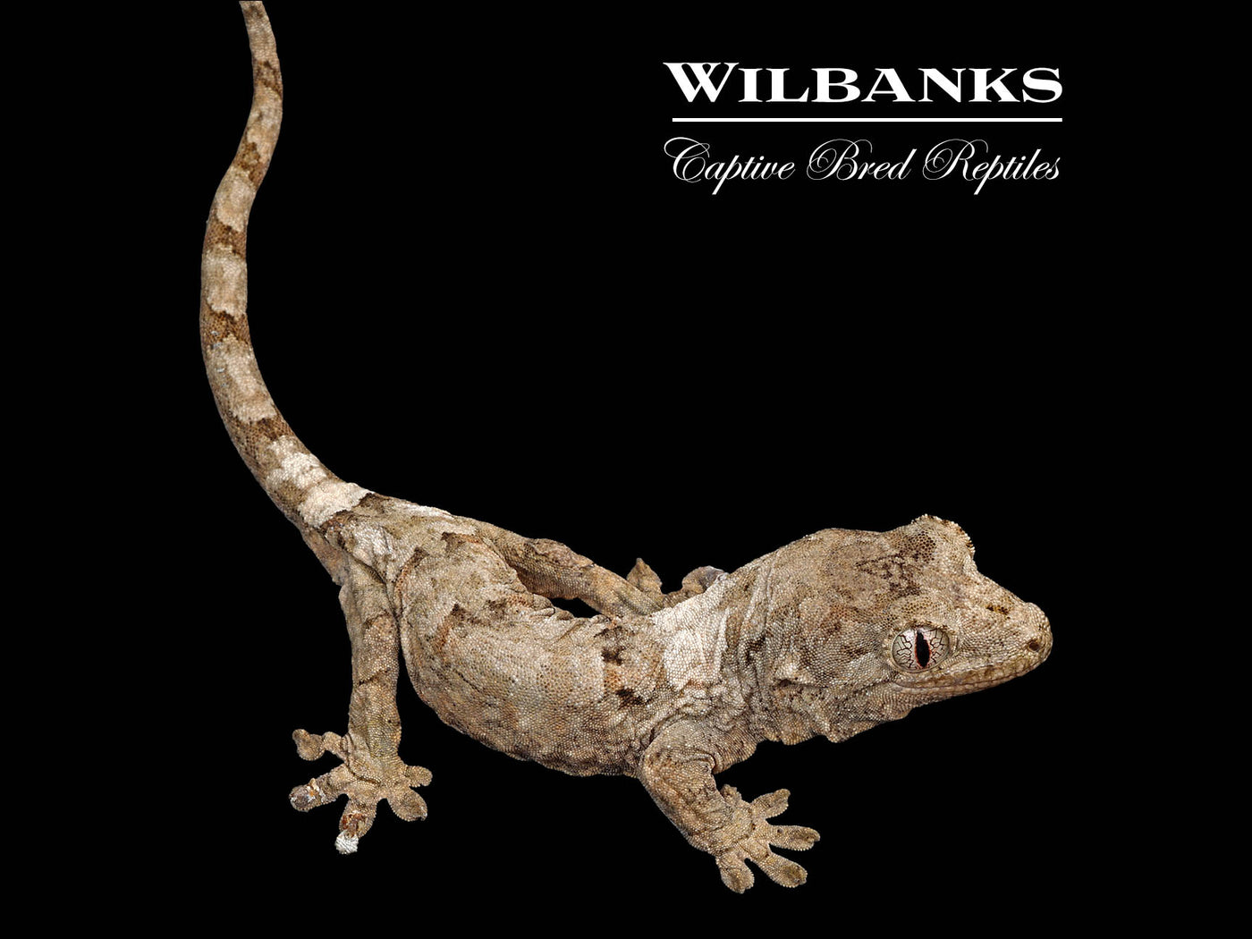 Pine Island Chahoua Gecko (Butch X Yolanda) '25