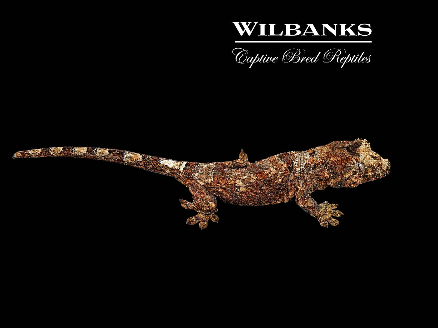 Pine Island Chahoua Gecko (Vincent X Trudi) '25