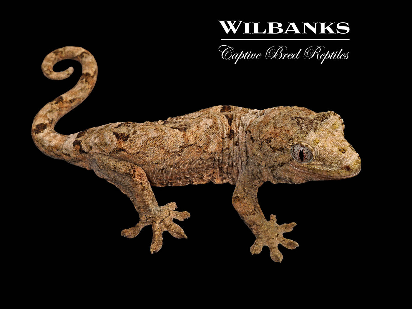 Pine Island Chahoua Gecko (Marsellus X Mia) '25