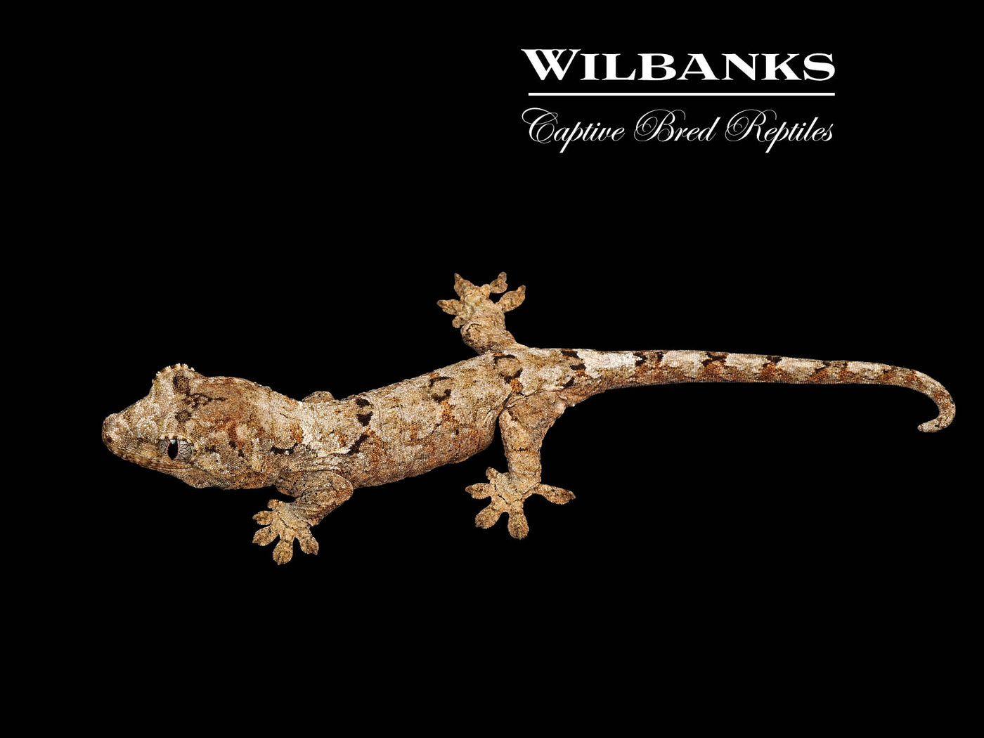 Pine Island Chahoua Gecko (Esteban X Karen) '25