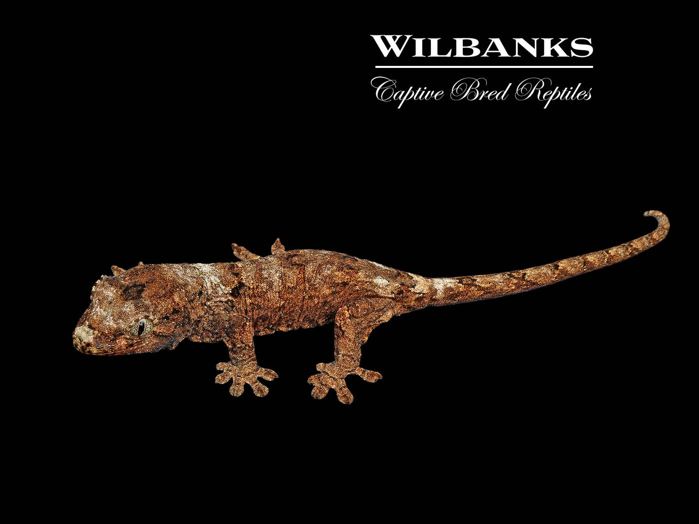 Pine Island Chahoua Gecko (Kim X Sharon) '25