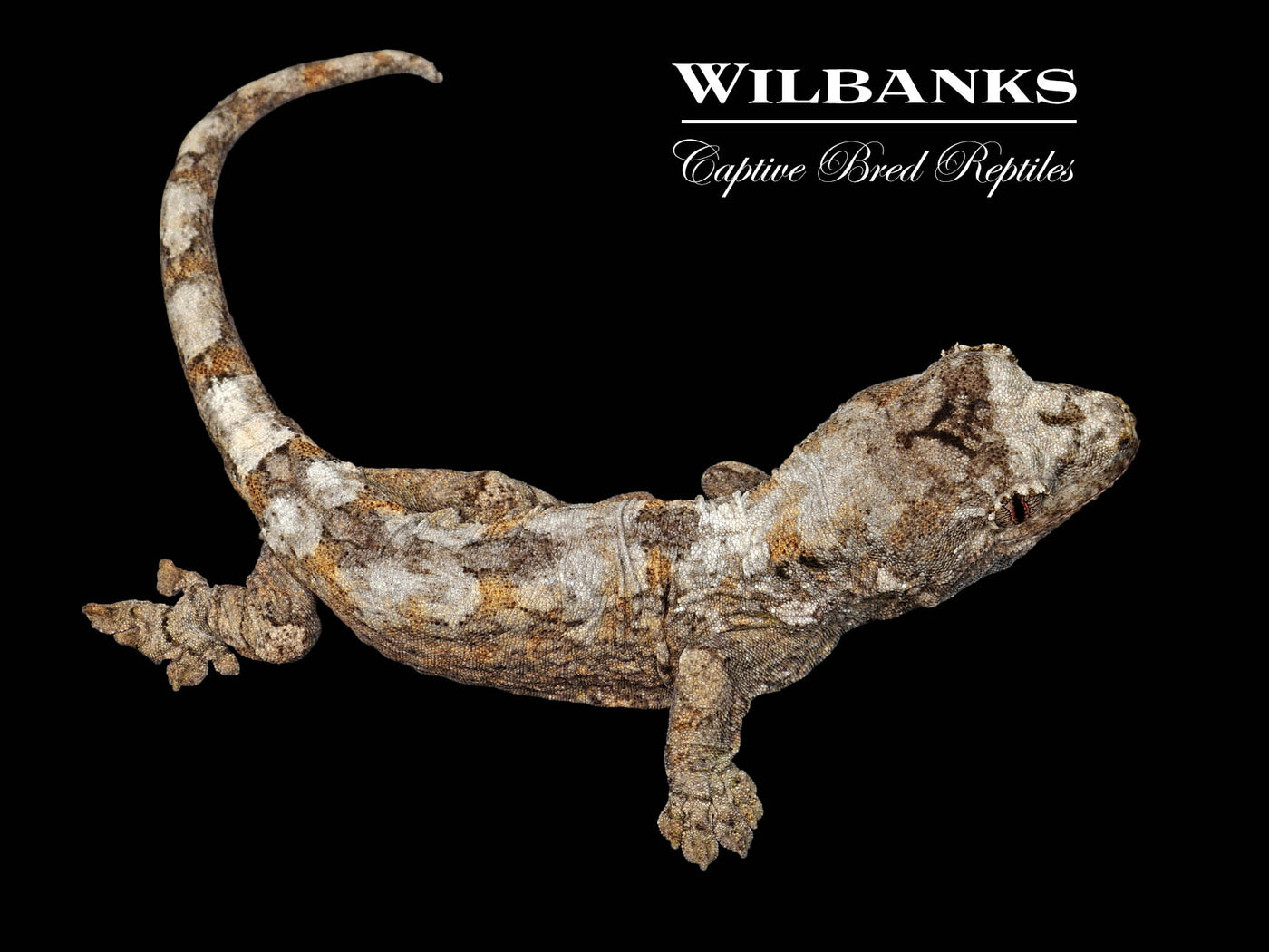 Pine Island Chahoua Gecko (John X Sheba) '25