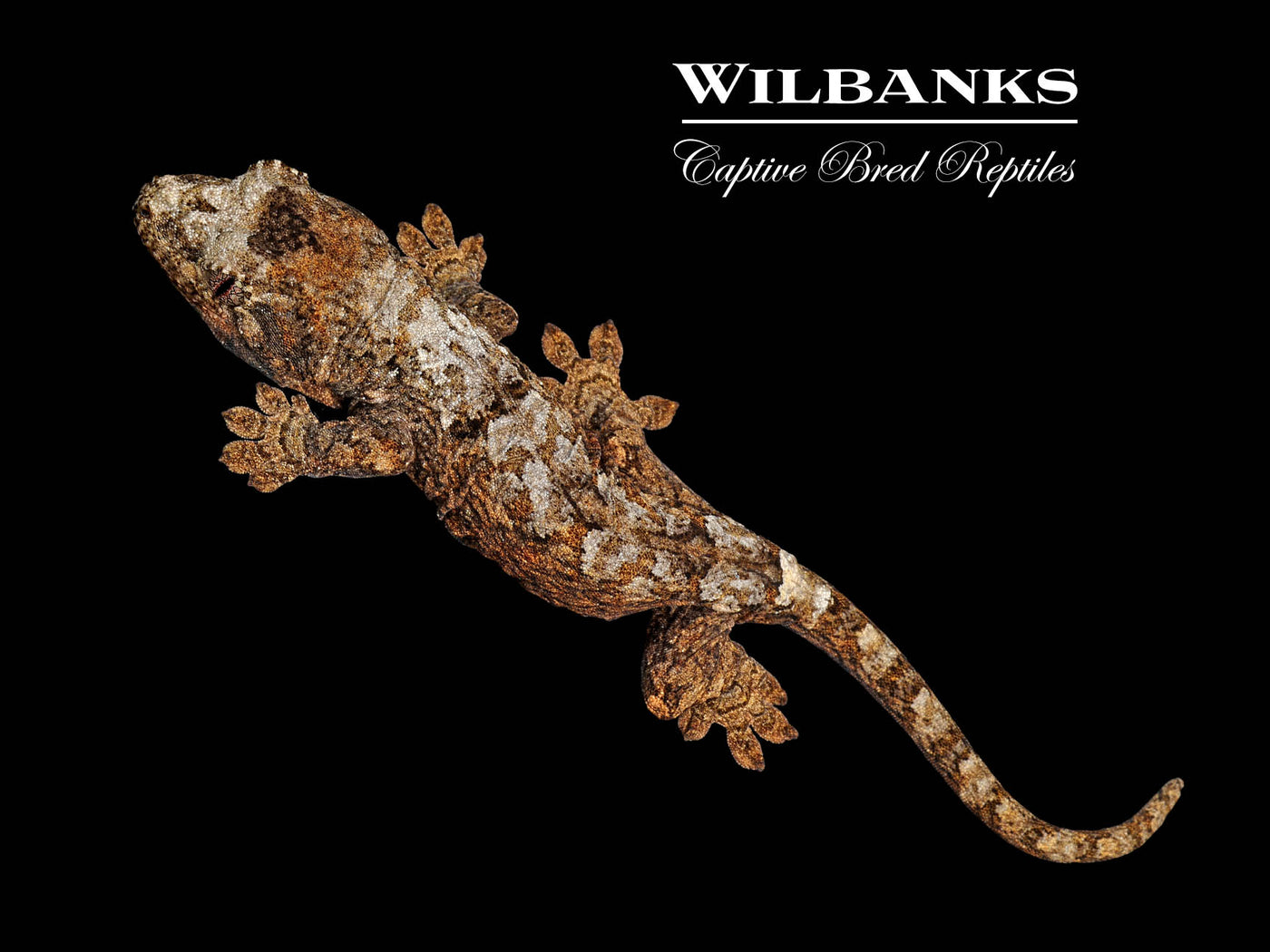 Pine Island Chahoua Gecko (Buck X Broomhilda) '25