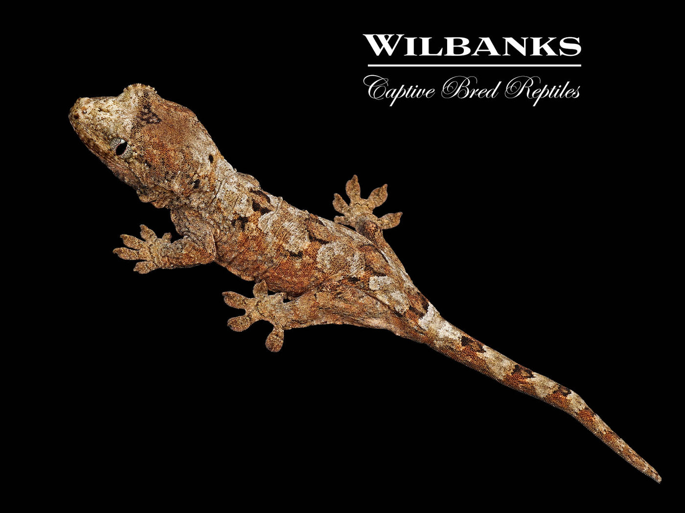 Pine Island Chahoua Gecko (Django X Shanna) '25