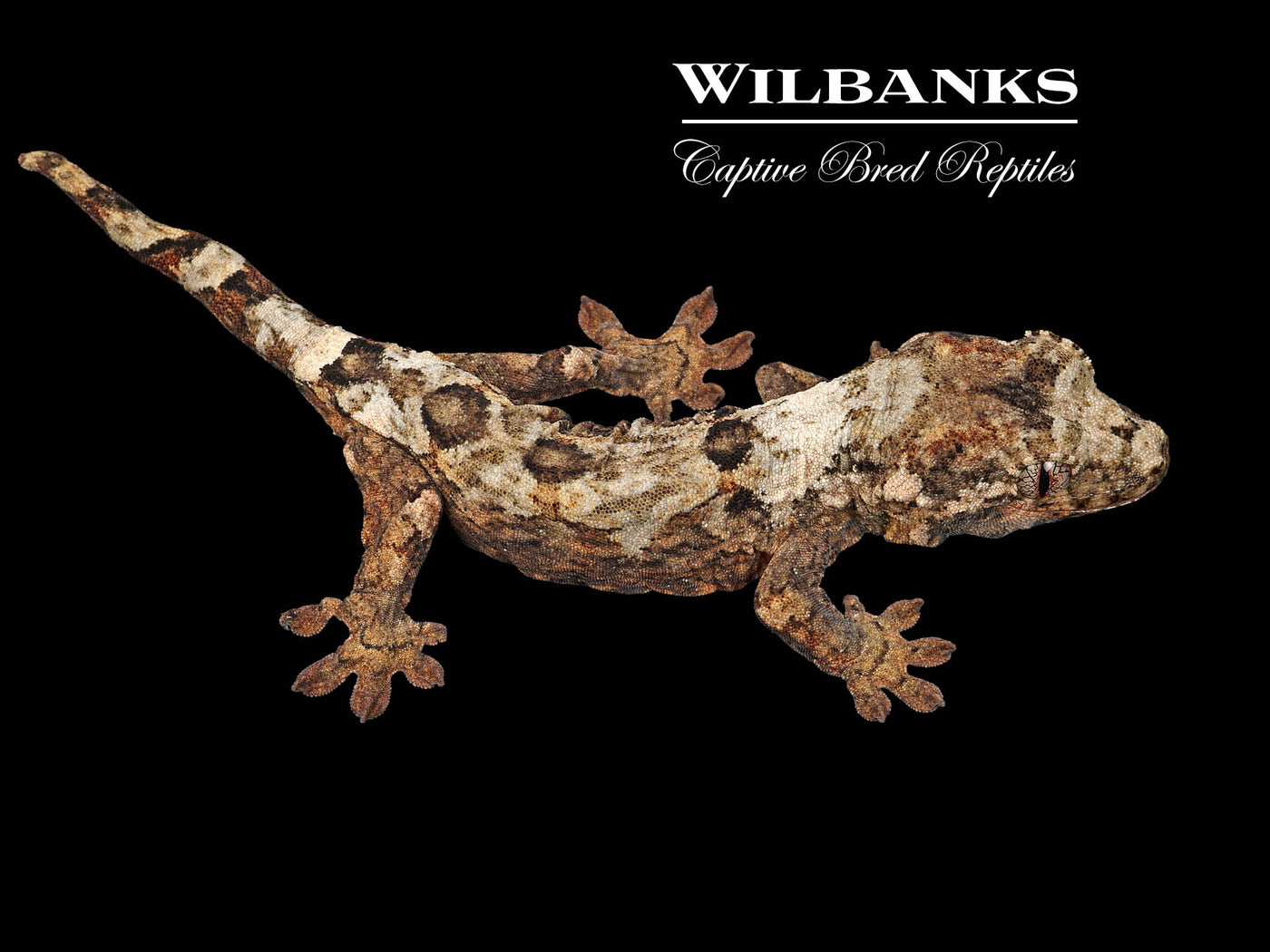 Pine Island Chahoua Gecko (Budd X Connie) '25