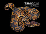 Classic (Normal) Ball Python ♀ '26