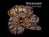 Classic (Normal) Ball Python ♀ '26
