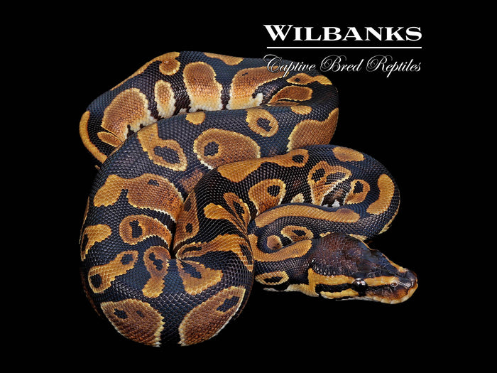 Classic (Normal) Ball Python ♀ '26