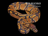 Classic 100% DH Lavender Pied Ball Python ♀ '26